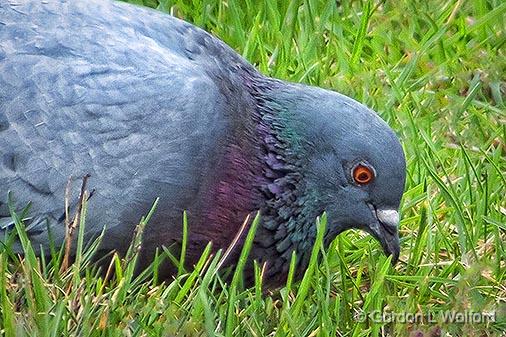 Pigeon In The Yard_DSCF00942.jpg - Rock Dove (Columba livia), aka Rock Pigeon, Feral Pigeon, Pigeon photographed at Smiths Falls, Ontario, Canada.